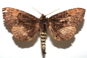  ( - 08-SRNP-107127)  @13 [ ] CreativeCommons - Attribution Non-Commercial Share-Alike (2013) Daniel H. Janzen Guanacaste Dry Forest Conservation Fund