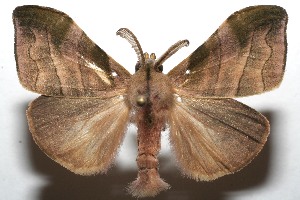  ( - 08-SRNP-108609)  @14 [ ] CreativeCommons - Attribution Non-Commercial Share-Alike (2013) Daniel H. Janzen Guanacaste Dry Forest Conservation Fund