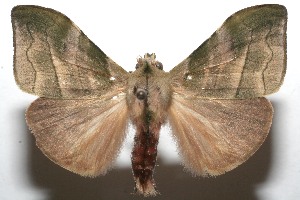  ( - 08-SRNP-108611)  @14 [ ] CreativeCommons - Attribution Non-Commercial Share-Alike (2013) Daniel H. Janzen Guanacaste Dry Forest Conservation Fund