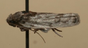  ( - 08-SRNP-109061)  @13 [ ] CreativeCommons - Attribution Non-Commercial Share-Alike (2013) Daniel H. Janzen Guanacaste Dry Forest Conservation Fund