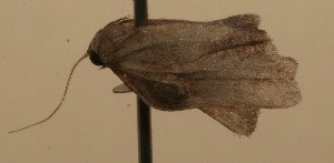  ( - 09-SRNP-100083)  @13 [ ] CreativeCommons - Attribution Non-Commercial Share-Alike (2013) Daniel H. Janzen Guanacaste Dry Forest Conservation Fund