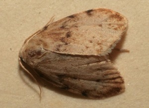  ( - 09-SRNP-100250)  @12 [ ] CreativeCommons - Attribution Non-Commercial Share-Alike (2013) Daniel H. Janzen Guanacaste Dry Forest Conservation Fund