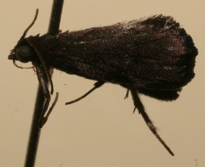  ( - 09-SRNP-100393)  @12 [ ] CreativeCommons - Attribution Non-Commercial Share-Alike (2013) Daniel H. Janzen Guanacaste Dry Forest Conservation Fund