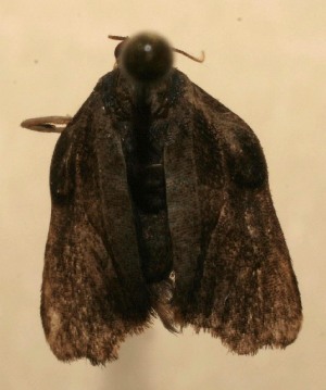  ( - 09-SRNP-100611)  @13 [ ] CreativeCommons - Attribution Non-Commercial Share-Alike (2013) Daniel H. Janzen Guanacaste Dry Forest Conservation Fund