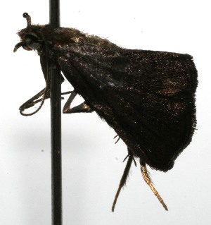  ( - 09-SRNP-101155)  @12 [ ] CreativeCommons - Attribution Non-Commercial Share-Alike (2009) Daniel H. Janzen Guanacaste Dry Forest Conservation Fund