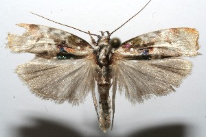  ( - 09-SRNP-101316)  @13 [ ] CreativeCommons - Attribution Non-Commercial Share-Alike (2009) Daniel H. Janzen Guanacaste Dry Forest Conservation Fund