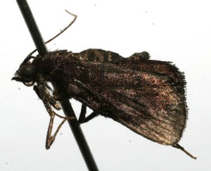  ( - 09-SRNP-101375)  @12 [ ] CreativeCommons - Attribution Non-Commercial Share-Alike (2009) Daniel H. Janzen Guanacaste Dry Forest Conservation Fund