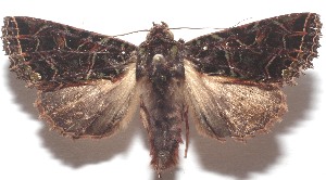  ( - 18-SRNP-104728)  @11 [ ] CreativeCommons  Attribution Non-Commercial Share-Alike (2023) Daniel H. Janzen Guanacaste Dry Forest Conservation Fund