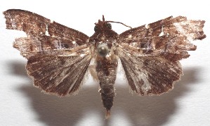  ( - 18-SRNP-105542)  @11 [ ] CreativeCommons  Attribution Non-Commercial Share-Alike (2023) Daniel H. Janzen Guanacaste Dry Forest Conservation Fund