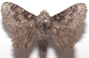  ( - 18-SRNP-106394)  @11 [ ] CreativeCommons  Attribution Non-Commercial Share-Alike (2023) Daniel H. Janzen Guanacaste Dry Forest Conservation Fund