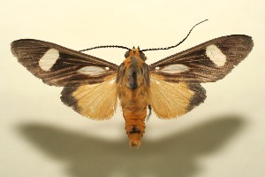  ( - 09-SRNP-103001)  @13 [ ] CreativeCommons - Attribution Non-Commercial Share-Alike (2009) Daniel H. Janzen Guanacaste Dry Forest Conservation Fund