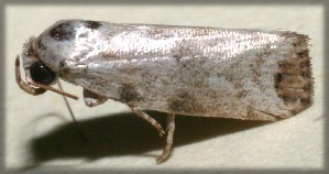  ( - 09-SRNP-105019)  @13 [ ] CreativeCommons - Attribution Non-Commercial Share-Alike (2009) Daniel H. Janzen Guanacaste Dry Forest Conservation Fund