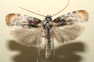  ( - 09-SRNP-105245)  @13 [ ] CreativeCommons - Attribution Non-Commercial Share-Alike (2009) Daniel H. Janzen Guanacaste Dry Forest Conservation Fund