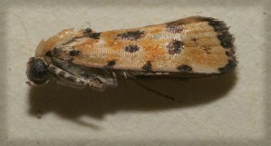  ( - 09-SRNP-105955)  @13 [ ] CreativeCommons - Attribution Non-Commercial Share-Alike (2009) Daniel H. Janzen Guanacaste Dry Forest Conservation Fund