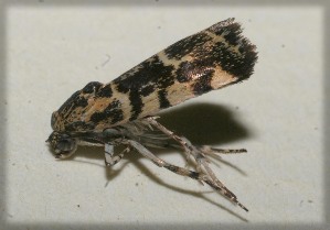  ( - 09-SRNP-105956)  @13 [ ] CreativeCommons - Attribution Non-Commercial Share-Alike (2009) Daniel H. Janzen Guanacaste Dry Forest Conservation Fund