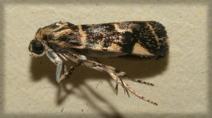  ( - 09-SRNP-105957)  @13 [ ] CreativeCommons - Attribution Non-Commercial Share-Alike (2009) Daniel H. Janzen Guanacaste Dry Forest Conservation Fund