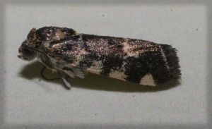  ( - 09-SRNP-105998)  @13 [ ] CreativeCommons - Attribution Non-Commercial Share-Alike (2009) Daniel H. Janzen Guanacaste Dry Forest Conservation Fund