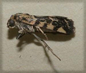  ( - 09-SRNP-106004)  @13 [ ] CreativeCommons - Attribution Non-Commercial Share-Alike (2009) Daniel H. Janzen Guanacaste Dry Forest Conservation Fund