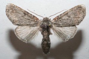  ( - 09-SRNP-106052)  @13 [ ] CreativeCommons - Attribution Non-Commercial Share-Alike (2009) Daniel H. Janzen Guanacaste Dry Forest Conservation Fund