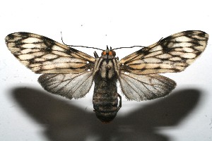  ( - 09-SRNP-106781)  @14 [ ] CreativeCommons - Attribution Non-Commercial Share-Alike (2009) Daniel H. Janzen Guanacaste Dry Forest Conservation Fund