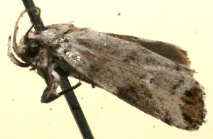  ( - 09-SRNP-106929)  @13 [ ] CreativeCommons - Attribution Non-Commercial Share-Alike (2009) Daniel H. Janzen Guanacaste Dry Forest Conservation Fund