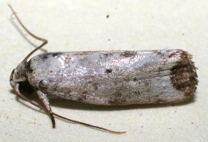  ( - 09-SRNP-107229)  @13 [ ] CreativeCommons - Attribution Non-Commercial Share-Alike (2009) Daniel H. Janzen Guanacaste Dry Forest Conservation Fund