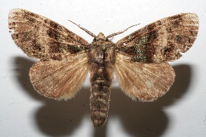  ( - 09-SRNP-107535)  @14 [ ] CreativeCommons - Attribution Non-Commercial Share-Alike (2010) Daniel H. Janzen Guanacaste Dry Forest Conservation Fund