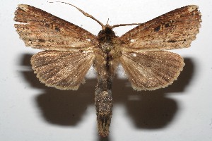  ( - 09-SRNP-107536)  @13 [ ] CreativeCommons - Attribution Non-Commercial Share-Alike (2010) Daniel H. Janzen Guanacaste Dry Forest Conservation Fund