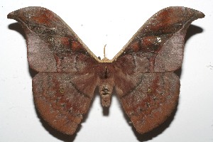  ( - 09-SRNP-108205)  @14 [ ] CreativeCommons - Attribution Non-Commercial Share-Alike (2010) Daniel H. Janzen Guanacaste Dry Forest Conservation Fund