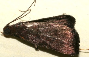  ( - 09-SRNP-108416)  @12 [ ] CreativeCommons - Attribution Non-Commercial Share-Alike (2010) Daniel H. Janzen Guanacaste Dry Forest Conservation Fund