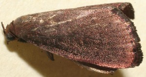  ( - 09-SRNP-108683)  @12 [ ] CreativeCommons - Attribution Non-Commercial Share-Alike (2010) Daniel H. Janzen Guanacaste Dry Forest Conservation Fund