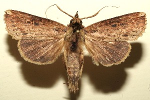  ( - 09-SRNP-108864)  @13 [ ] CreativeCommons - Attribution Non-Commercial Share-Alike (2010) Daniel H. Janzen Guanacaste Dry Forest Conservation Fund