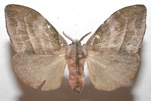  ( - 09-SRNP-109361)  @14 [ ] CreativeCommons - Attribution Non-Commercial Share-Alike (2010) Daniel H. Janzen Guanacaste Dry Forest Conservation Fund