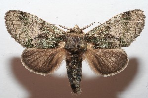  ( - 09-SRNP-109428)  @14 [ ] CreativeCommons - Attribution Non-Commercial Share-Alike (2013) Daniel H. Janzen Guanacaste Dry Forest Conservation Fund