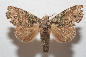  ( - 09-SRNP-109714)  @14 [ ] CreativeCommons - Attribution Non-Commercial Share-Alike (2013) Daniel H. Janzen Guanacaste Dry Forest Conservation Fund