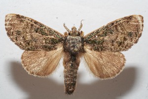  ( - 09-SRNP-109768)  @14 [ ] CreativeCommons - Attribution Non-Commercial Share-Alike (2013) Daniel H. Janzen Guanacaste Dry Forest Conservation Fund