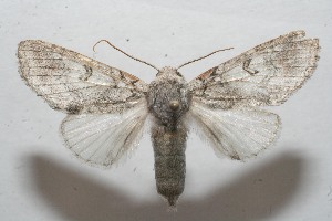  ( - 09-SRNP-109770)  @13 [ ] CreativeCommons - Attribution Non-Commercial Share-Alike (2013) Daniel H. Janzen Guanacaste Dry Forest Conservation Fund