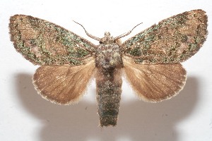  ( - 09-SRNP-109828)  @14 [ ] CreativeCommons - Attribution Non-Commercial Share-Alike (2013) Daniel H. Janzen Guanacaste Dry Forest Conservation Fund