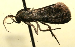  ( - 09-SRNP-110362)  @12 [ ] CreativeCommons - Attribution Non-Commercial Share-Alike (2013) Daniel H. Janzen Guanacaste Dry Forest Conservation Fund