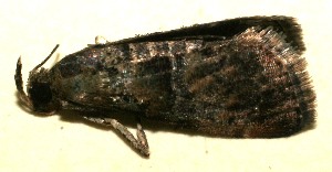  ( - 09-SRNP-110714)  @12 [ ] CreativeCommons - Attribution Non-Commercial Share-Alike (2013) Daniel H. Janzen Guanacaste Dry Forest Conservation Fund