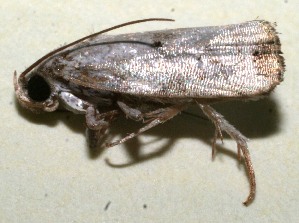  ( - 09-SRNP-110752)  @13 [ ] CreativeCommons - Attribution Non-Commercial Share-Alike (2013) Daniel H. Janzen Guanacaste Dry Forest Conservation Fund