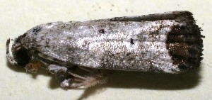  ( - 09-SRNP-110854)  @13 [ ] CreativeCommons - Attribution Non-Commercial Share-Alike (2013) Daniel H. Janzen Guanacaste Dry Forest Conservation Fund