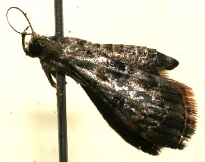  ( - 09-SRNP-111086)  @12 [ ] CreativeCommons - Attribution Non-Commercial Share-Alike (2013) Daniel H. Janzen Guanacaste Dry Forest Conservation Fund