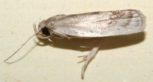  ( - 09-SRNP-111235)  @13 [ ] CreativeCommons - Attribution Non-Commercial Share-Alike (2013) Daniel H. Janzen Guanacaste Dry Forest Conservation Fund