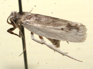  ( - 09-SRNP-111283)  @13 [ ] CreativeCommons - Attribution Non-Commercial Share-Alike (2013) Daniel H. Janzen Guanacaste Dry Forest Conservation Fund