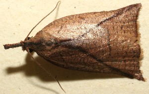  ( - 10-SRNP-100512)  @12 [ ] CreativeCommons - Attribution Non-Commercial Share-Alike (2013) Daniel H. Janzen Guanacaste Dry Forest Conservation Fund