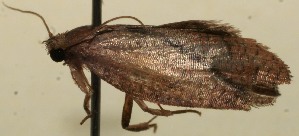  ( - 10-SRNP-100776)  @12 [ ] CreativeCommons - Attribution Non-Commercial Share-Alike (2013) Daniel H. Janzen Guanacaste Dry Forest Conservation Fund