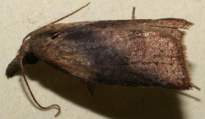  ( - 10-SRNP-101019)  @12 [ ] CreativeCommons - Attribution Non-Commercial Share-Alike (2013) Daniel H. Janzen Guanacaste Dry Forest Conservation Fund