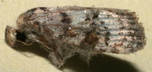  ( - 10-SRNP-102332)  @12 [ ] CreativeCommons - Attribution Non-Commercial Share-Alike (2013) Daniel H. Janzen Guanacaste Dry Forest Conservation Fund