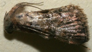  ( - 10-SRNP-102380)  @12 [ ] CreativeCommons - Attribution Non-Commercial Share-Alike (2013) Daniel H. Janzen Guanacaste Dry Forest Conservation Fund